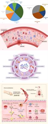 New perspectives on the induction and acceleration of immune-associated thrombosis by PF4 and VWF